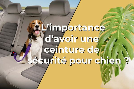 ceinture-de-sécurité-pour-chien