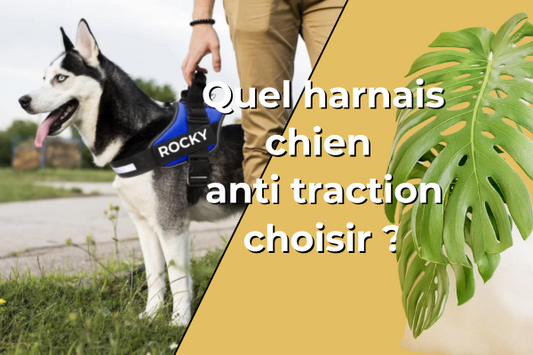 harnais chien anti traction