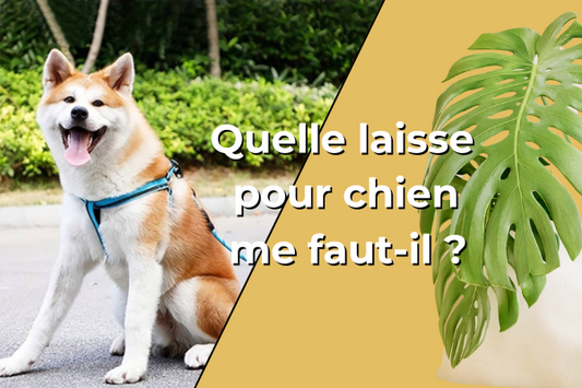 laisse-pour-chien