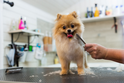 brosse-pour-chien