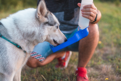 gourde-pour-chien