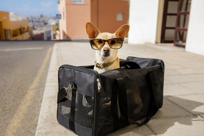 sac-de-transport-pour-chien