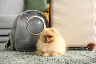 sac-à-dos-pour-chien