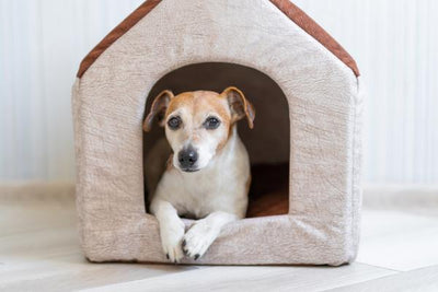 niche-pour-chien