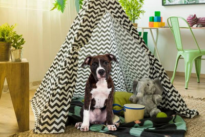 tente-pour-chien