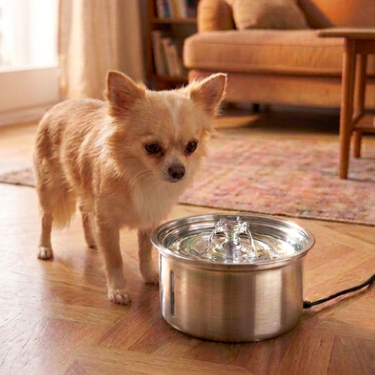 Abreuvoir chien | Fountain
