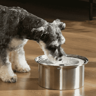 abreuvoir chien Drinker anti éclaboussure