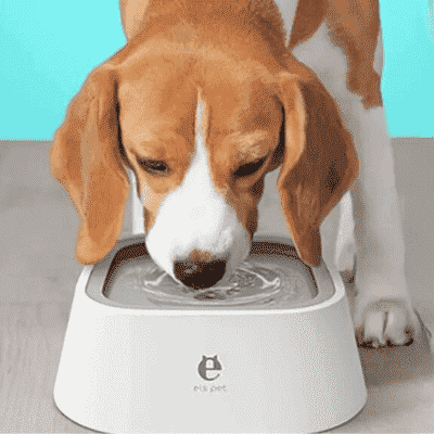 abreuvoir chien waterbowl 