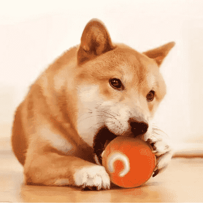 balle-pour-chien-PetBall-rechargeable