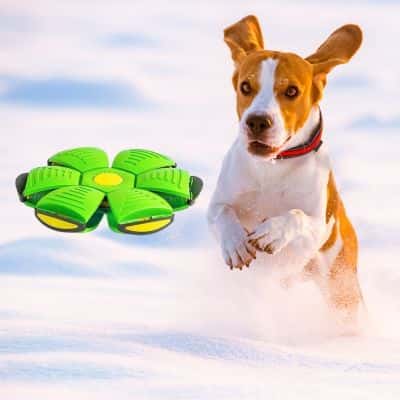 balle-pour-chien-jumping