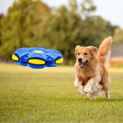balle pour chiens jumping marrante