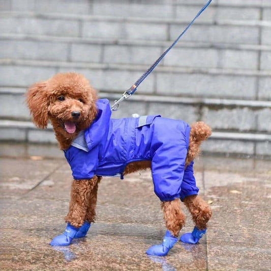 bottine-pour-chien