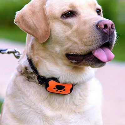 collier anti aboiement pour chien orange