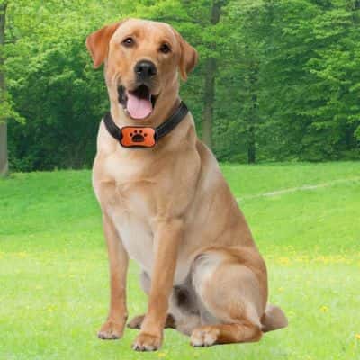 collier anti aboiement pour chien resistant Collar