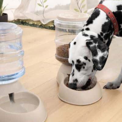 distributeur de croquettes pour chien Spring pratique