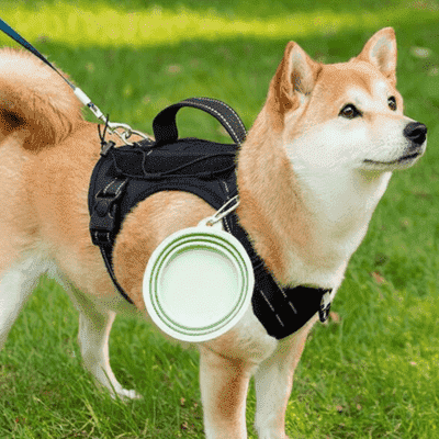 gamelle chien Cup esthetique