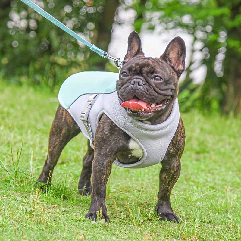 gilet-rafraichissant-chien-SummerDog-pratique