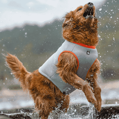 gilet-rafraichissant-pour-chien-FreshBody