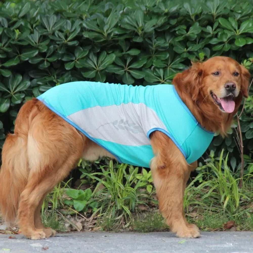 gilet-rafraichissant-pour-chien-GarmentFresh-confortable