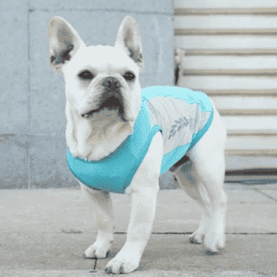 gilet-rafraichissant-pour-chien-GarmentFresh-esthétique