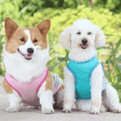 gilet-rafraichissant-pour-chien-GarmentFresh