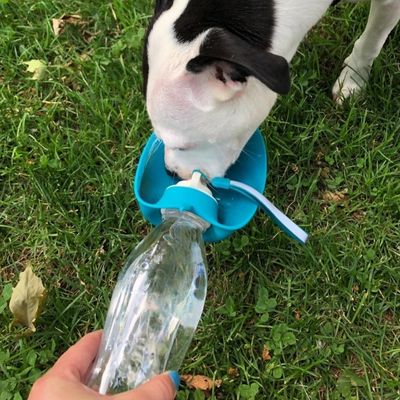 gourde pour chien BottleDog durable