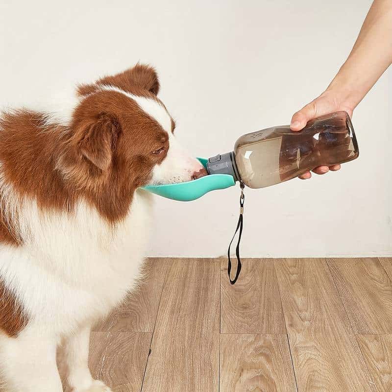 gourde-pour-chien-BottleDog