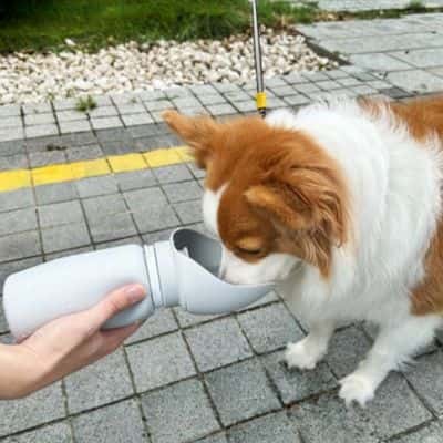 gourde-pour-chien-BottlePet-pratique