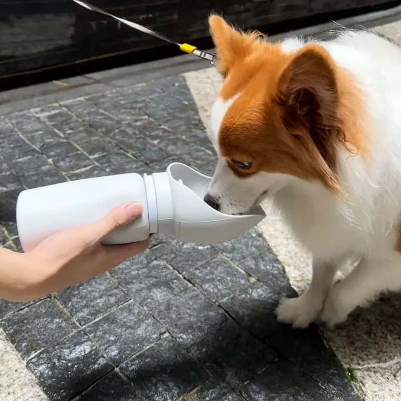 gourde-pour-chien-BottlePet