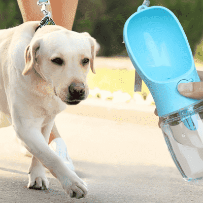 gourde-pour-chien-GourdDog