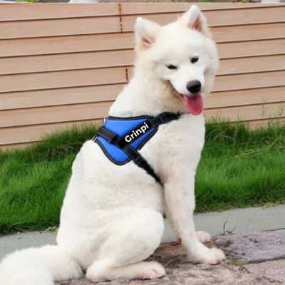 harnais-chien-DogHarness-costaud