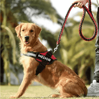 harnais-chien-DogHarness-rouge