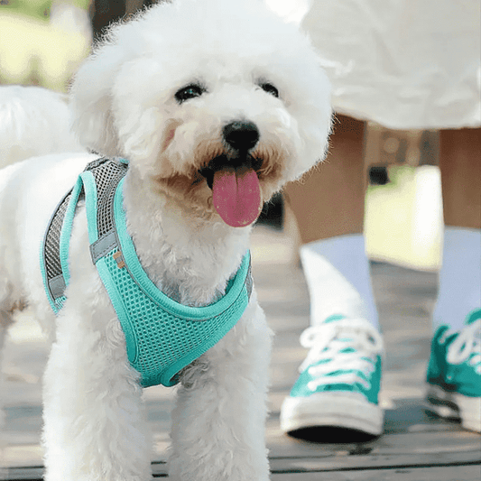 harnais-chien-Puly