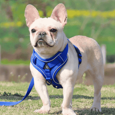 harnais-chien-anti-traction-harness