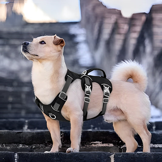Harnais pour chien | Modo