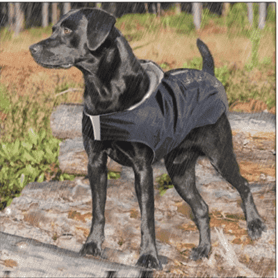 impermeable-pour-chien-confortable