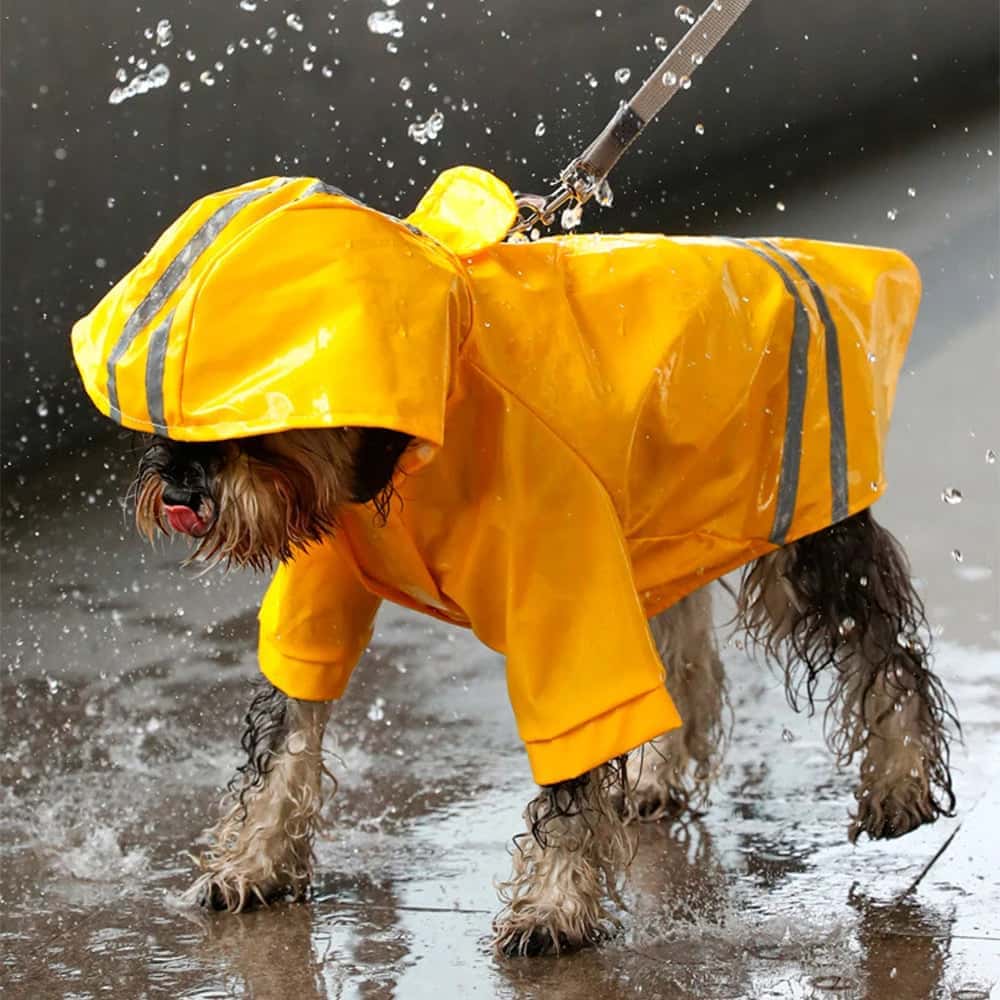 impermeable-pour-chien-etanche