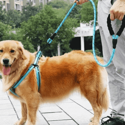 Laisse pour chien | LeashPet