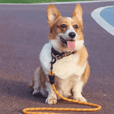 laisse-pour-chien-orange
