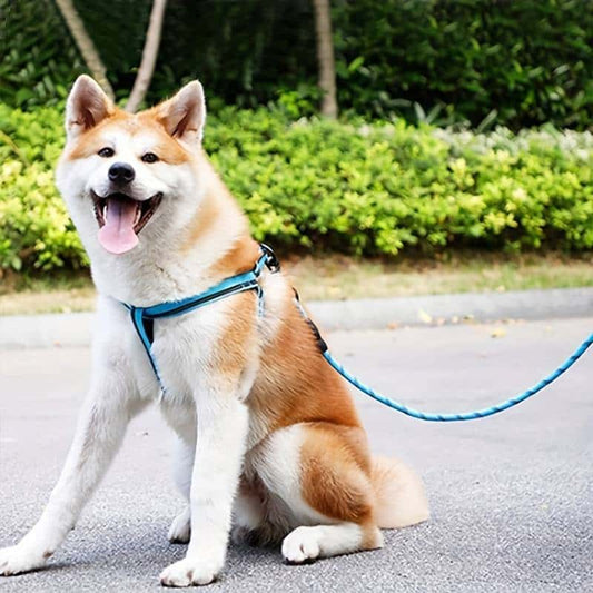 laisse-pour-chien-pratique