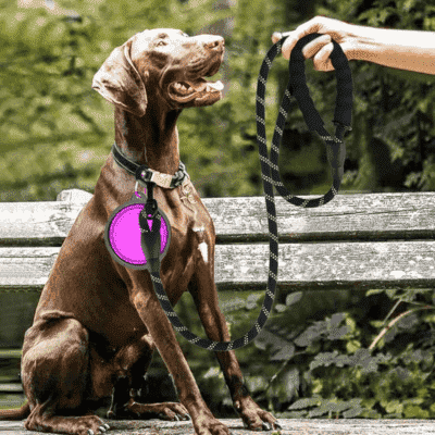 Laisse pour chien | LeashPet