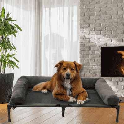 lit de camp pour chien Bed XL