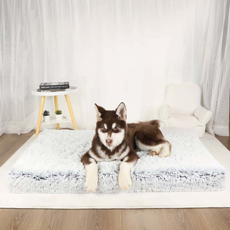 lit pour chien BedCosy moelleux