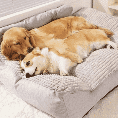 lit-pour-chien-moelleux