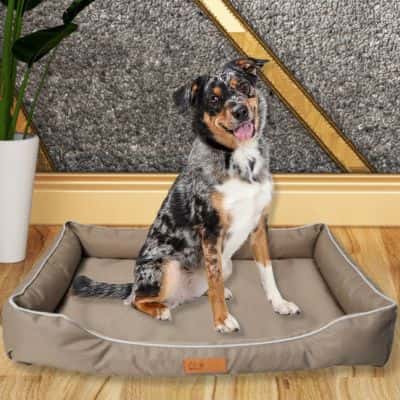 panier pour chien Doly