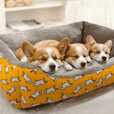 panier pour chien cage
