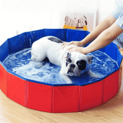 piscine-pour-chien-de-bain