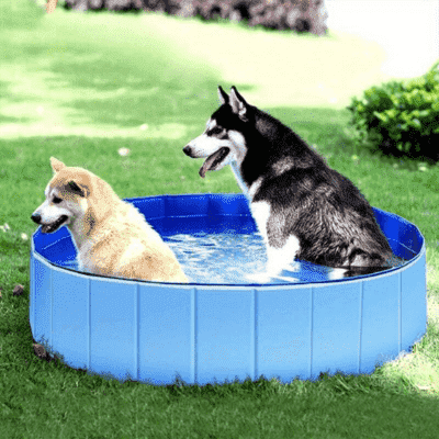 piscine-pour-chien-portable