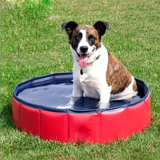 piscine-pour-chien-résistante