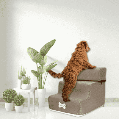 rampe-pour-chien-creme